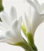Florais