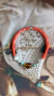 PULSERA KIRA - CARAMELO en internet