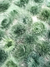 Pompom pelinho 3cm (Verde escuro) - 2 unidades