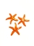 Aplique estrela do mar Laranja acrílico - 2 unidades
