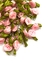 Aplique flor rococó rosa claro- 10 unidades