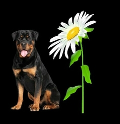 Imagen de Remeras rottwailer