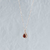 Collares Roma