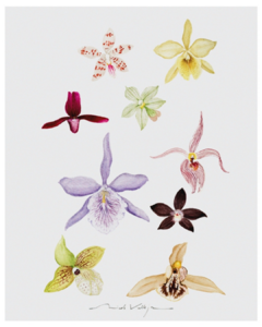 Print Orquidário II