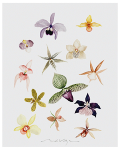 Print Orquidário I