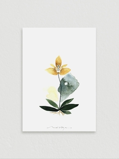 Print Umber