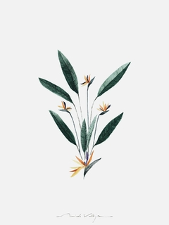 Print Strelitzia Reginae Flores