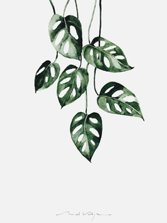 Print Adansonii