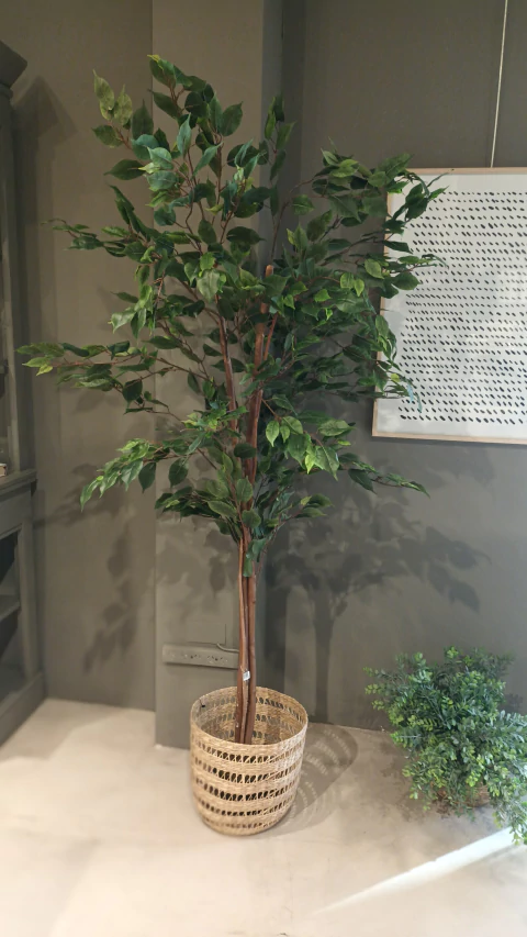 Planta Ficus x18 x1.80 mt