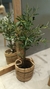 Olivo 95 cm