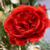 RAMO 3 ROSAS ROJAS 65CM en internet