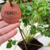 PINCHE MENTA - comprar online