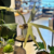 PLANTA CUERNO DE ALCE en internet