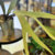 PLANTA CUERNO DE ALCE - Bernarda Home
