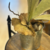 PLANTA CUERNO DE ALCE - tienda online
