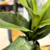 PLANTA GIOVI 50X10CM en internet