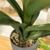 PLANTA GIOVI 50X10CM - tienda online
