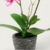 ORQUIDEA EN PIEDRA en internet