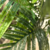PALMERA 140CM en internet
