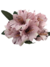 Galho de Astromélia Artificial com 7 Flores na internet