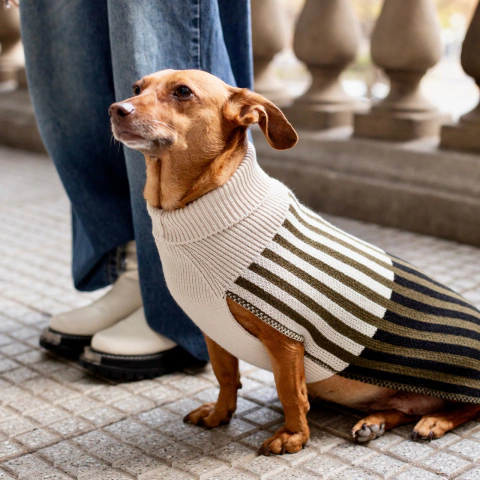Sweater Agnes Crudo-Verde-Negro - Simple Pet