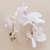 Orquídeas