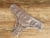 523. Culotte NUDE - CLARA LENCERIA