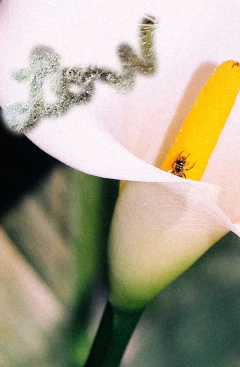 PAÑUELO CALA - comprar online