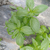 ALBAHACA ITALIANA en internet