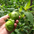 TOMATE VERDE MEXICANO o TOMATILLO X 1 KG en internet