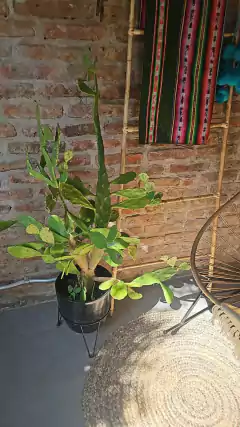 Porta llaves Cactus y Casitas