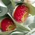 COMBO SOPORTE NUTRICIONAL COMPLETO - comprar online