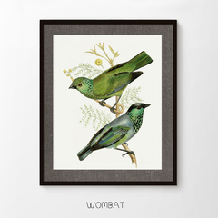 Aves Ilustradas - Lienzo
