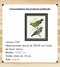 Aves Ilustradas - Lienzo - comprar online