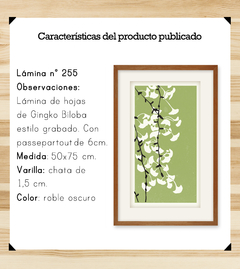 Ginkgo con passepartout - Wombat