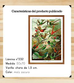 Der Natur (Haeckel) - Kolibris - Wombat