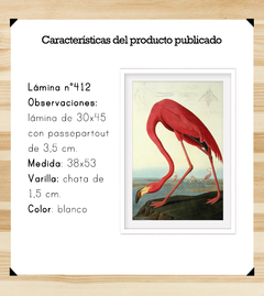 Aves Majestuosas - Flamenco - Wombat