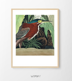 Aves Majestuosas - Tropical