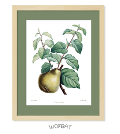 Botánicos Frutas - 40x50 con passepartout