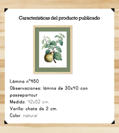 Botánicos Frutas - 40x50 con passepartout - comprar online