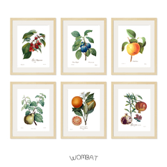 Botánicos - Set 30x40 con passepartout
