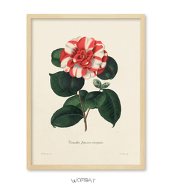 Camelias / 6 modelos