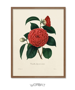Camelias / 6 modelos