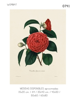 Camelias / 6 modelos - Wombat