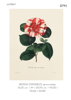 Camelias / 6 modelos - tienda online