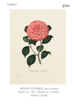 Imagen de Camelias / 6 modelos