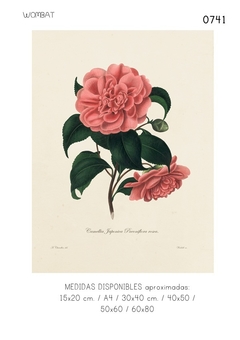 Camelias / 6 modelos