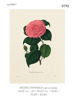 Camelias / 6 modelos - comprar online