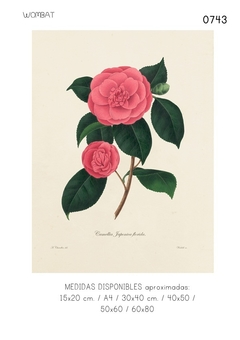 Camelias / 6 modelos en internet