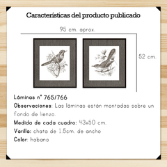 Aves Ilustradas Set Lienzo - comprar online